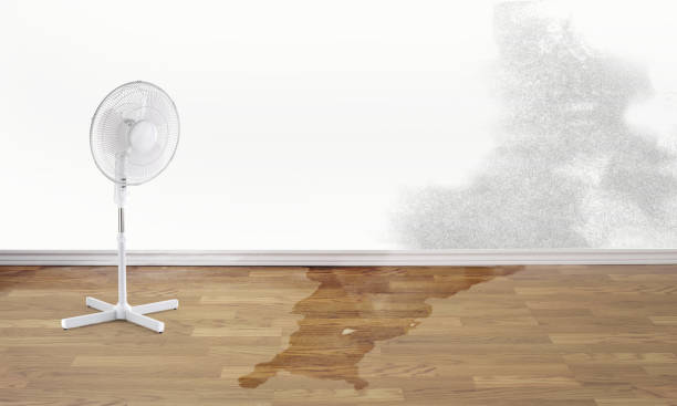 Best Flood damage cleanup  in Three Forks, MT